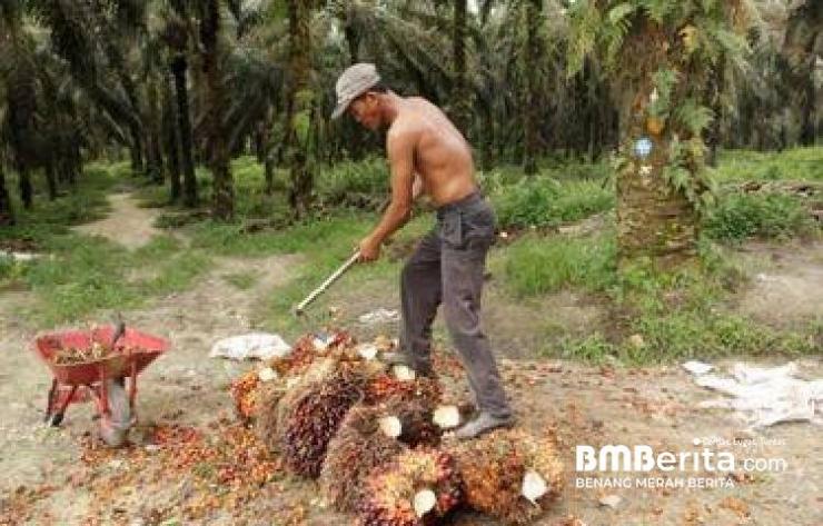 Dugaan Kecurangan Pengurus KMS, Petani KKPA Laporkan ke Polda Riau