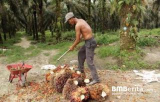 Dugaan Kecurangan Pengurus KMS, Petani KKPA Laporkan ke Polda Riau