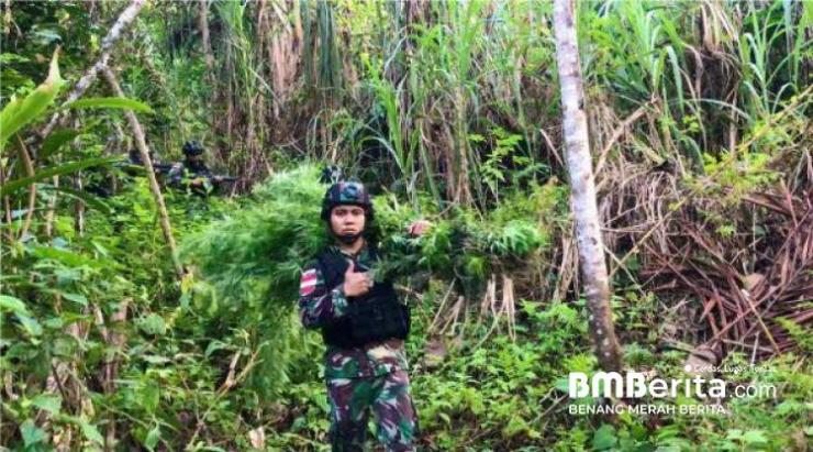 Satgas Yonif 126/KC Kembali Temukan Ladang Ganja Seluas Lima Hektar Di Perbatasan RI-PNG