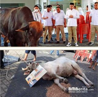 Ketua DPD Gerindra Riau Rahul Kurban  800 Kg Dan  Prabowo Subianto 1 Ton