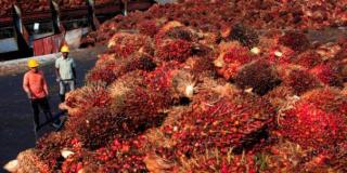 Aktivitas Industri Pengolahan Sawit Dongkrak Ekonomi Daerah