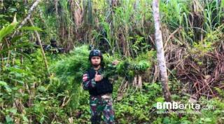 Satgas Yonif 126/KC Kembali Temukan Ladang Ganja Seluas Lima Hektar Di Perbatasan RI-PNG
