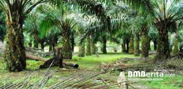 Ketua PWNU Riau Dituding Serobot Lahan Warga, Lurah Palas: Laporkan ke Polisi