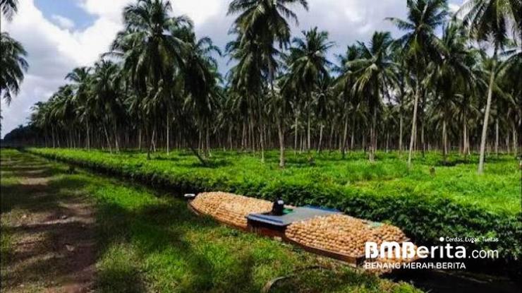 Harga Kelapa Kian Terpuruk, Ternyata ini Penyebabnya