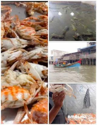 Panipahan, Kini Sentra Penghasil Ikan Pengganti Bagansiapi-api