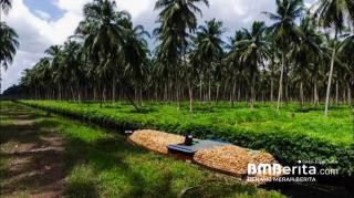 Harga Kelapa Kian Terpuruk, Ternyata ini Penyebabnya