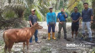 2 Desa di Pelalawan Terima Bantuan Sapi CSR PT. Arara Abadi