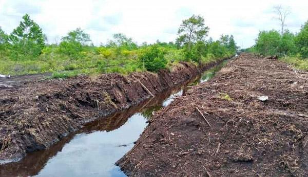 Lahan Gambut dan Strategi Konservasinya