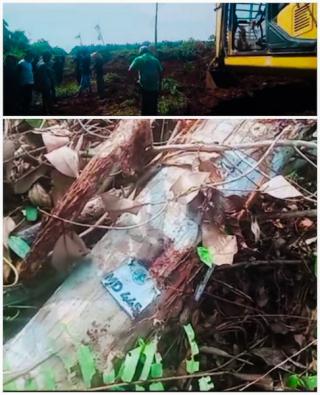 Diduga Kawasan Hutan di Bengkalis di Garap Jadi Kebun Sawit