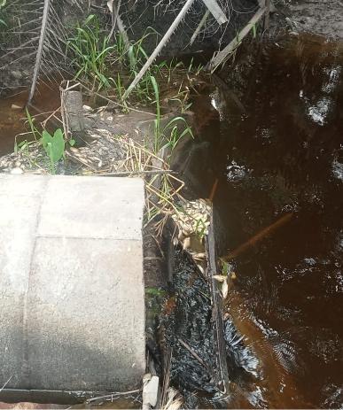 Pabrik kelapa sawit(PKS)LSP Libo jaya,diduga sengaja buang limbah cair ke sungai