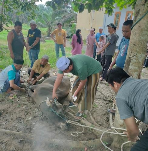 Idul Adha 2024, Keluarga Besar JMSI Pelalawan Potong Satu Ekor Sapi Kurban