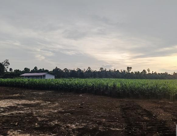 Koperasi Bina Tani Buruk Bakul Diduga Catut Nama  KLHK, Albert: Itu Bodong, Mereka Tak Ada Surat Kementrian 