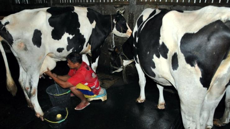 Viral, Aksi Protes Peternak Sapi di Pasuruan Buang Ribuan Liter Susu ke Sungai Imbas Pembatasan Kuota
