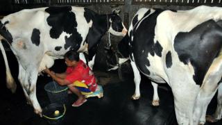 Viral, Aksi Protes Peternak Sapi di Pasuruan Buang Ribuan Liter Susu ke Sungai Imbas Pembatasan Kuota