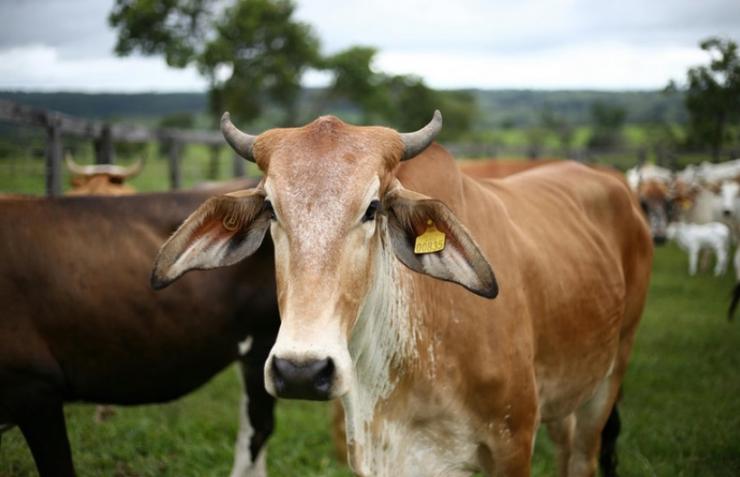 Pasrikan Hewan Qurban Dalam Kondisi Sehat, Distankan Pekanbaru intensifkan Pengawasan