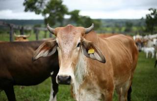 Pasrikan Hewan Qurban Dalam Kondisi Sehat, Distankan Pekanbaru intensifkan Pengawasan