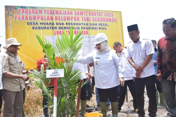 Peduli Swasembada Pangan, Bupati Kasmarni Tanam Perdana Kelapa Sawit Program PSR di Desa Muara Dua.