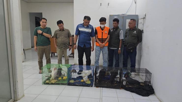 Balai Gakkum Kehutanan Wilayah Sumatra Mengamankan 7 Ekor Burung Yang Dilindungi di Kabupaten Deli Serdang