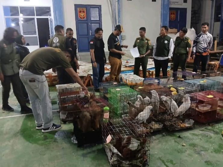 Balai Gakkum Kehutanan Bongkar Penyelundupan Satwa Dilindungi di Aceh
