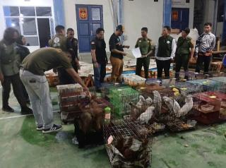 Balai Gakkum Kehutanan Bongkar Penyelundupan Satwa Dilindungi di Aceh