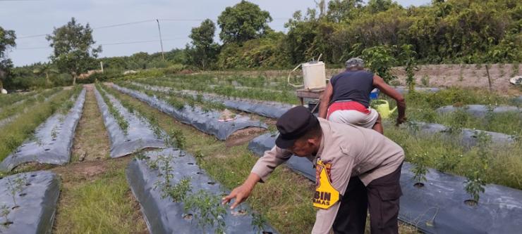 Beri Motivasi Masyarakat, Brigadir Kuswanto Pantau Ladang Cabai