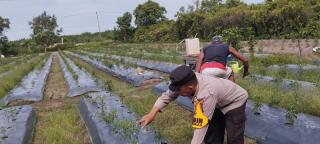 Beri Motivasi Masyarakat, Brigadir Kuswanto Pantau Ladang Cabai
